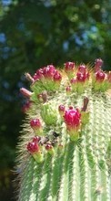 Descargar la imagen 1024x600 Plantas,Cactus para celular gratis.