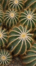 Descargar la imagen 128x160 Plantas,Cactus para celular gratis.