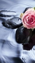 Descargar la imagen Agua,Stones,Roses,Plantas para celular gratis.