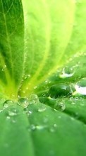 Plantas,Agua,Hojas,Drops para Samsung Galaxy Note N8000