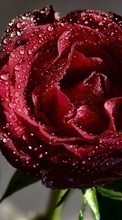 Drops,Plantas,Roses para Samsung Galaxy Win