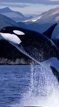 Descargar la imagen Animales,Agua,Peces,Ballenas,Las orcas para celular gratis.