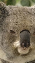 Descargar la imagen 1080x1920 Animales,Koalas para celular gratis.