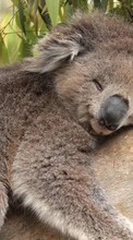 Descargar la imagen Animales,Koalas para celular gratis.