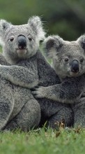 Descargar la imagen Koalas,Animales para celular gratis.