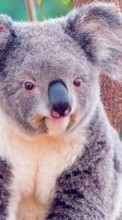 Descargar la imagen 320x480 Animales,Koalas para celular gratis.