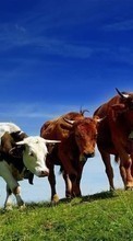 Descargar la imagen Animales,Hierba,Vacas para celular gratis.