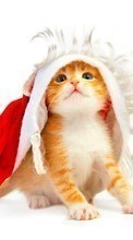 Descargar la imagen Vacaciones,Animales,Gatos,Año Nuevo,Navidad,Postales para celular gratis.