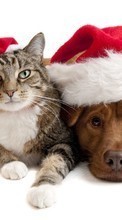 Descargar la imagen Vacaciones,Animales,Gatos,Perros,Año Nuevo,Navidad para celular gratis.