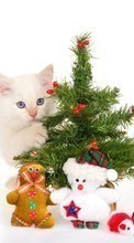 Descargar la imagen Vacaciones,Animales,Gatos,Año Nuevo,Navidad para celular gratis.
