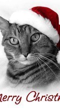 Vacaciones,Animales,Gatos,Año Nuevo,Navidad para HTC Sensation XL