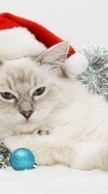Vacaciones,Animales,Gatos,Año Nuevo,Navidad para Samsung Galaxy Pocket 2