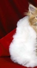 Vacaciones,Animales,Gatos,Año Nuevo,Navidad para Samsung E1232