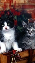 Descargar la imagen Animales,Gatos,Año Nuevo,Navidad para celular gratis.