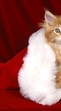 Descargar la imagen 1024x600 Animales,Gatos,Año Nuevo,Navidad para celular gratis.