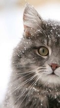 Descargar la imagen 240x400 Animales,Gatos,Nieve para celular gratis.