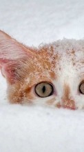 Descargar la imagen 1024x600 Animales,Gatos,Nieve para celular gratis.