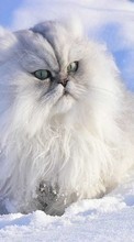 Animales,Invierno,Gatos,Nieve para Samsung Galaxy Grand Max