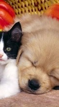 Descargar la imagen Animales,Gatos,Perros para celular gratis.