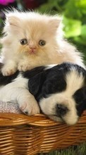 Animales,Gatos,Perros para HTC Desire 310