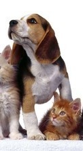 Descargar la imagen 240x320 Animales,Gatos,Perros para celular gratis.