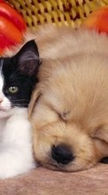 Descargar la imagen 320x480 Animales,Gatos,Perros para celular gratis.