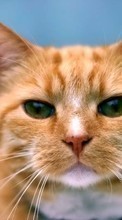 Descargar la imagen 1080x1920 Animales,Gatos para celular gratis.