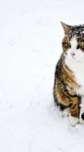 Descargar la imagen Animales,Invierno,Gatos,Nieve para celular gratis.