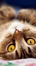 Descargar la imagen Animales,Gatos para celular gratis.
