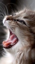 Gatos,Animales para HTC One M8s