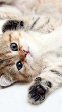 Descargar la imagen Animales,Gatos para celular gratis.