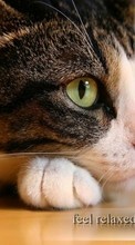 Descargar la imagen 800x480 Animales,Gatos para celular gratis.
