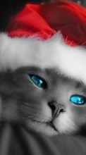 Descargar la imagen Vacaciones,Animales,Gatos,Año Nuevo,Navidad para celular gratis.