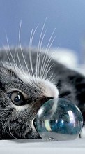 Descargar la imagen Animales,Gatos,Bubbles para celular gratis.