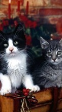Descargar la imagen 128x160 Animales,Gatos para celular gratis.