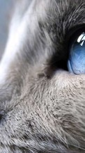 Animales,Gatos para Sony Xperia Z Ultra