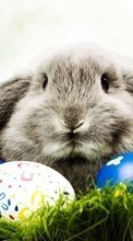 Vacaciones,Animales,Pascua,Conejos para HTC Desire 601