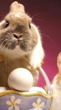 Descargar la imagen Conejos,Pascua,Vacaciones,Animales para celular gratis.