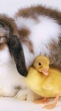 Descargar la imagen Conejos,Animales,Birds,Ducks para celular gratis.