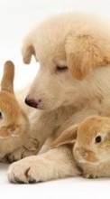 Descargar la imagen Animales,Perros,Conejos para celular gratis.