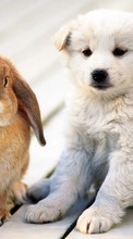 Descargar la imagen Animales,Perros,Conejos para celular gratis.