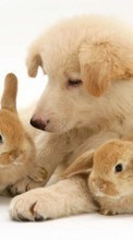 Descargar la imagen Conejos,Perros,Animales para celular gratis.