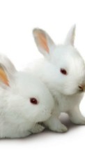Descargar la imagen Animales,Conejos para celular gratis.