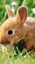 Animales,Conejos para Samsung Galaxy Grand Quattro