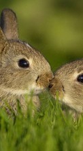 Animales,Conejos para Samsung Star 2 S5260 