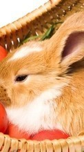 Descargar la imagen Animales,Conejos para celular gratis.