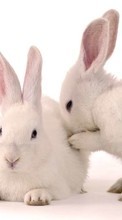 Animales,Conejos para Samsung Galaxy Win