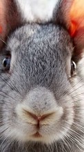 Descargar la imagen Conejos,Animales para celular gratis.