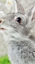 Conejos,Animales para Apple iPad 3