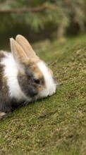 Conejos,Animales para Samsung B3210
